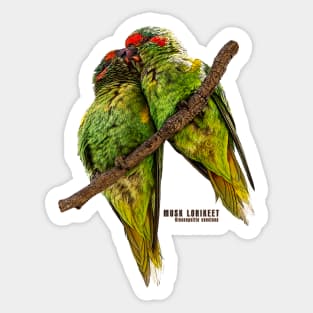 Musk Lorikeet_01C Sticker